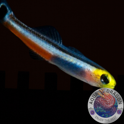 Aioliops megastigma „Wurmgrundel“