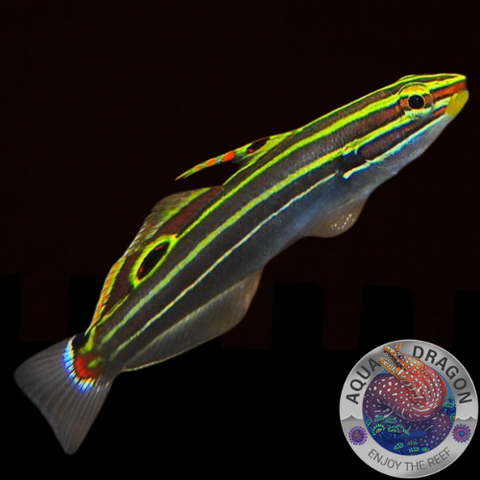 Koumansetta hectori „Hector´s Grundel“