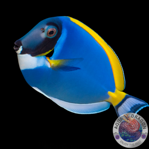 Acanthurus leucosternon „Weißkehldoktor“ M