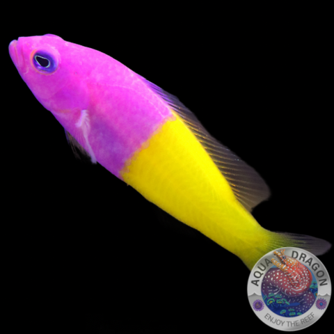 Pictichromis paccagnellae „Nymphen-Zwergbarsch“