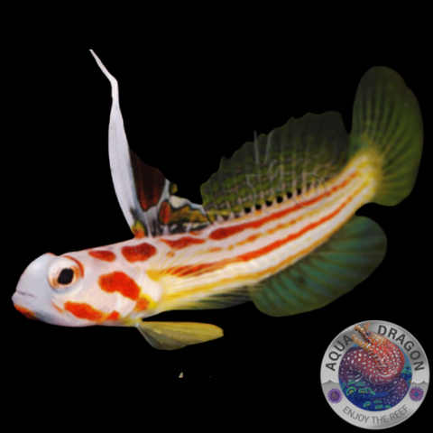 Stonogobiops yasha „Yasha Grundel“