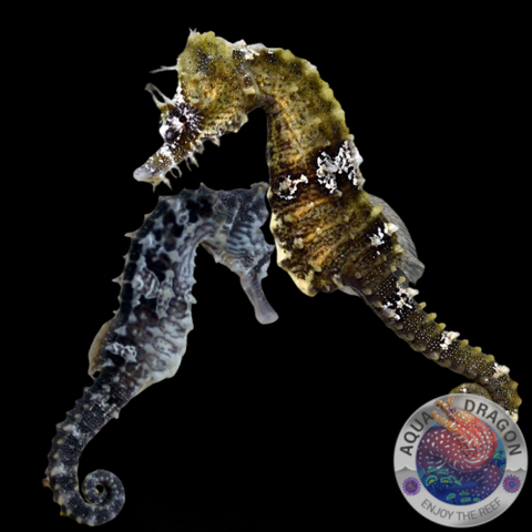Hippocampus erectus „Seepferdchen“ Paar Nachzucht
