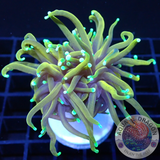Euphyllia glabrescens „Gold Dragon“ 🐉 AD Special