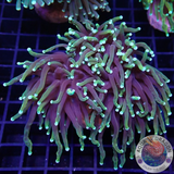 Euphyllia glabrescens „Gold Dragon“ 🐉 AD Special“