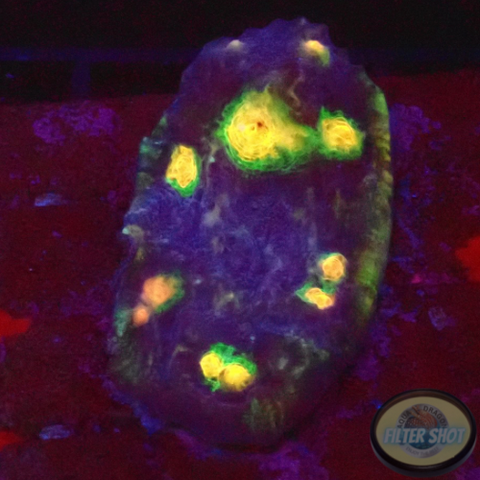 Echinophyllia spp. „After Shock“ WYSIWYG