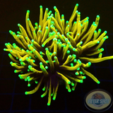 Euphyllia glabrescens „Gold Dragon“ 🐉 AD Special“