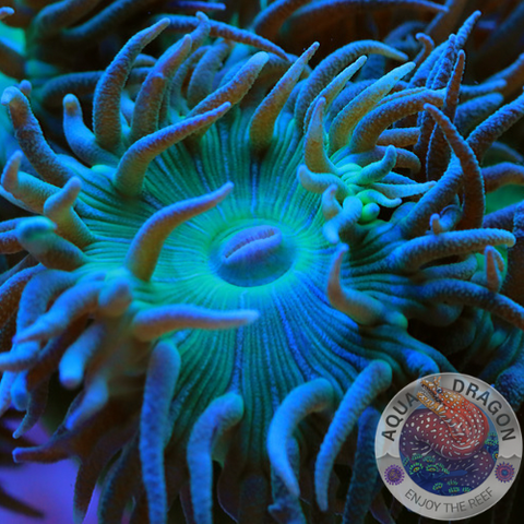 Duncanopsammia axifuga „Daisy“