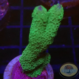 Montipora spp. „Grinch“