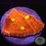 Echinophyllia spp. „Iron Man“ AD Special