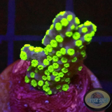 Montipora stellata „Star Wars“ WYSIWYG