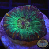 Moseleya latistellata „Alien Invasion“ WYSIWYG