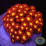 Goniopora spp. „Flash“ AD Special