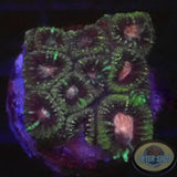 Favia spp. „Pink Heart“