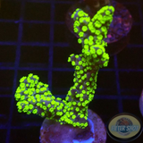 Montipora stellata „Star Wars“ WYSIWYG