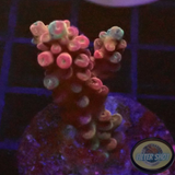 Acropora spp. „Cherry“ 🍒 WYSIWYG „AD Special“