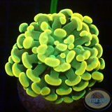Euphyllia baliensis „Jelly“