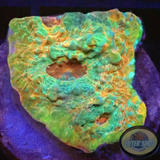Echinophyllia spp. „Rainbow Dragon“ 🐉 WYSIWYG „AD Special“