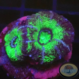 Micromussa spp. „UFO“ WYSIWYG
