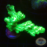 Hydnopora spp. „Kryptonite FuzZ“ WYSIWYG