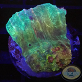 Echinophyllia spp. „Tourette“ WYSIWYG