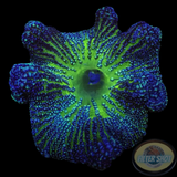 Stichodactyla  haddoni WYSIWYG
