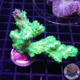 Hydnopora spp. „Kryptonite FuzZ“ WYSIWYG