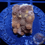 Cyphastrea spp. „Gold Meteor“