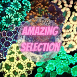Alveopora Pack „Amazing Selection“