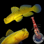 Cryptocentrus cinctus