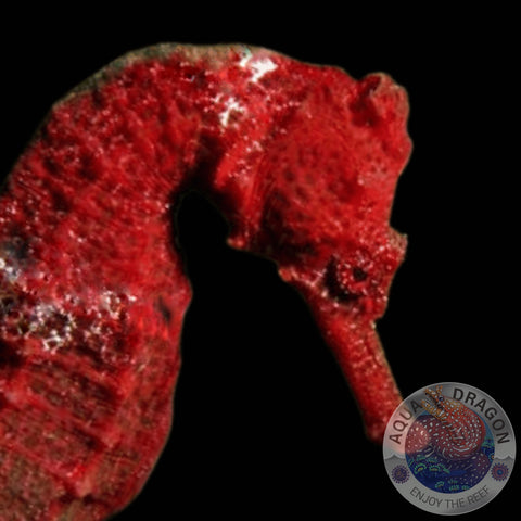 Hippocampus erectus „Red“