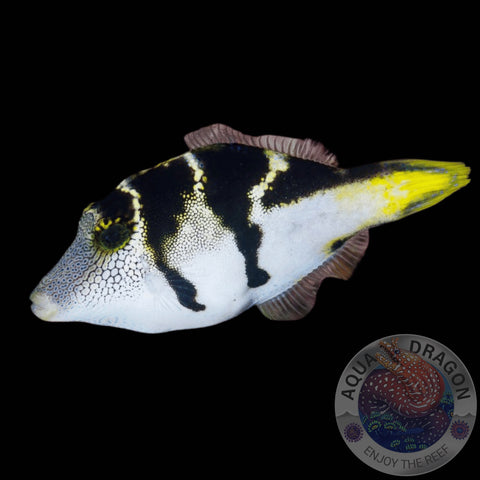 Paraluteres prionurus „Schwarzsattel-Feilenfisch“