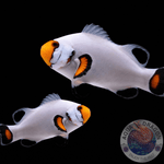 Amphiprion percula „Platinum Storm“ Bali Nachzucht Paar