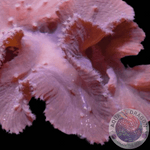 Sinularia brassica