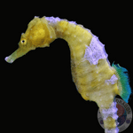Hippocampus erectus „Yellow“