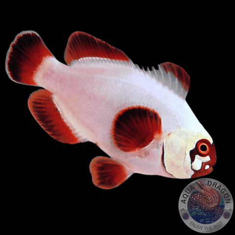 Premnas epigrammata „Gold Nugget Maroon“