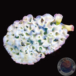 Elysia crispata „Blumenkohl-Sackzungenschnecke“