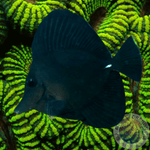 Zebrasoma rostratum „Schwarzer Segelflossen Doktor“