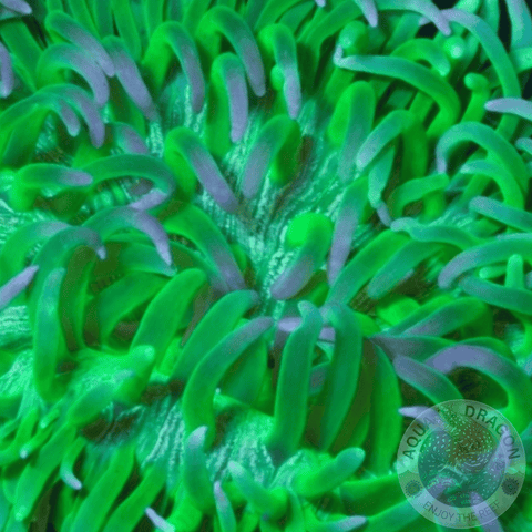 Macrodactyla doreensis „Ultra Green“ XL