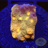Cyphastrea spp. „Gold Meteor“