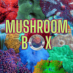 Mushroom Box