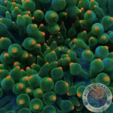 Entacmaea quadricolor „Orange Tip“ M