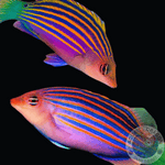 Pseudocheilinus hexataenia „Sechsstreifen-Lippfisch“ Paar