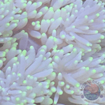 Radianthus crispa „White & Yellow“ M