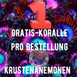 Gratis-Koralle Krustenanemonen