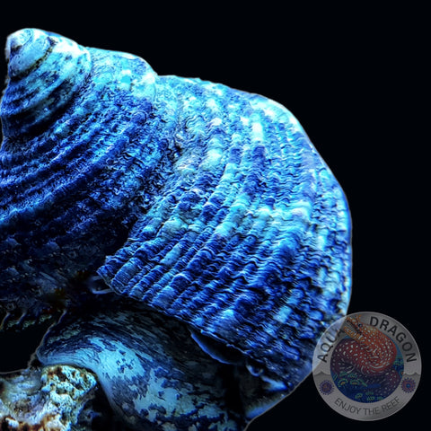 Turbo bruneus „Turbanschnecke”  🐌