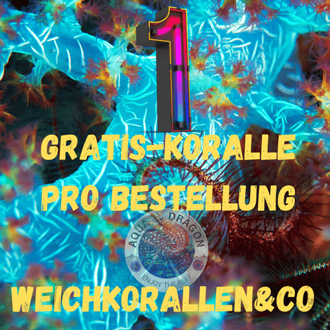 Gratis-Koralle Weichkorallen&Co