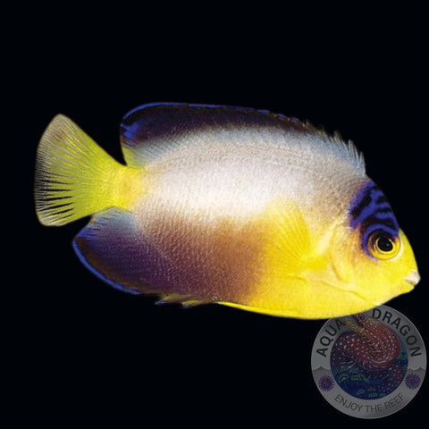 Centropyge multicolor „Vielfarben-Zwergkaiserfisch“