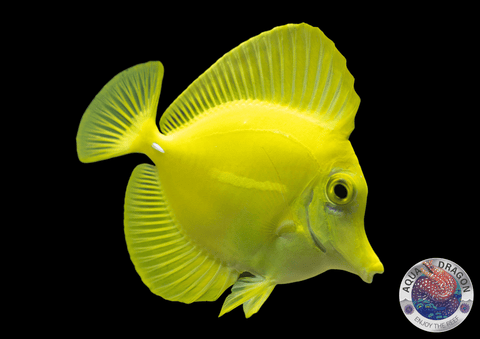 Zebrasoma flavescens „Hawaii-Doktor“ Nachzucht