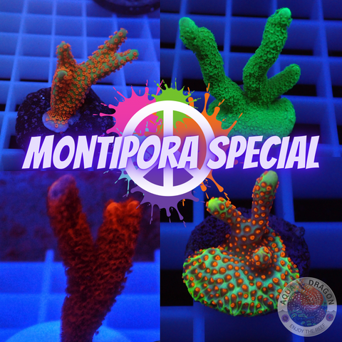 Montipora ☮️ „Special Pack“