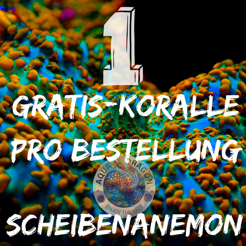 Gratis-Koralle Scheibenanemonen
